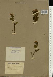 Pulmonaria obscura Dumort., Eastern Europe, North Ukrainian region (E11) (Ukraine)