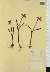 Galanthus nivalis L., Western Europe (EUR)
