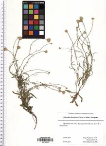 Galatella divaricata (Fisch. ex M. Bieb.) Novopokr., Eastern Europe, Eastern region (E10) (Russia)