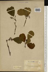 Alnus glutinosa (L.) Gaertn., Eastern Europe, Northern region (E1) (Russia)