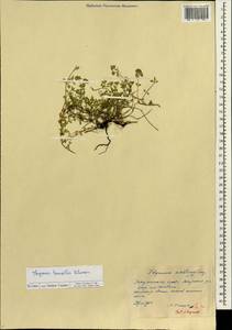 Thymus sibiricus (Serg.) Klokov & Des.-Shost., Siberia, Yakutia (S5) (Russia)
