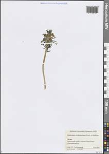Pedicularis wilhelmsiana Fisch. ex M.Bieb., Caucasus, Georgia (K4) (Georgia)