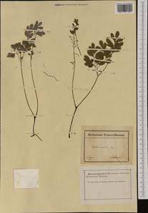Corydalis capnoides (L.) Pers., Western Europe (EUR) (France)