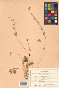 Cochlearia groenlandica L., Siberia, Russian Far East (S6) (Russia)