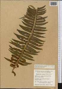 Polystichum munitum (Kaulf.) C. Presl, America (AMER) (Canada)