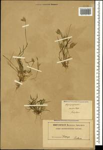 Eremopyrum orientale (L.) Jaub. & Spach, Caucasus, Dagestan (K2) (Russia)