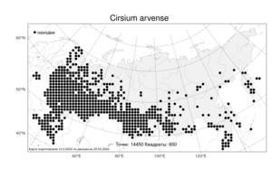 Cirsium arvense (L.) Scop., Atlas of the Russian Flora (FLORUS) (Russia)