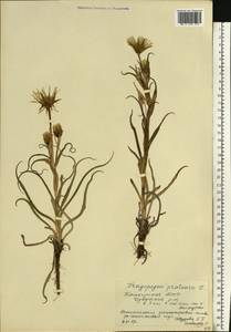 Tragopogon pratensis L., Eastern Europe, Eastern region (E10) (Russia)