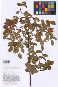 Rosa villosa L., Eastern Europe, South Ukrainian region (E12) (Ukraine)