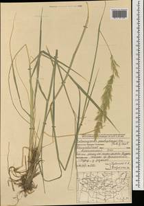 Calamagrostis pseudophragmites (Haller f.) Koeler, Mongolia (MONG) (Mongolia)
