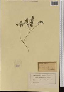 Pseudofumaria lutea (L.) Borkh., Western Europe (EUR) (Switzerland)