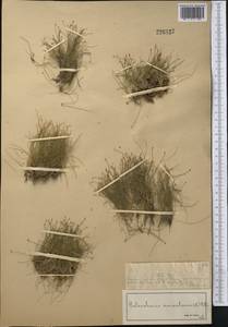 Eleocharis acicularis (L.) Roem. & Schult., Middle Asia, Muyunkumy, Balkhash & Betpak-Dala (M9) (Kazakhstan)