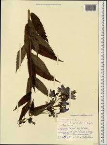 Campanula lactiflora M.Bieb., Caucasus, Georgia (K4) (Georgia)