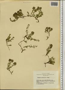 Thymus mongolicus (Ronniger) Ronniger, Siberia, Altai & Sayany Mountains (S2) (Russia)