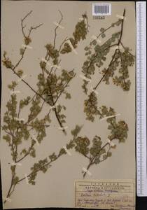 Spiraea trilobata L., Middle Asia, Western Tian Shan & Karatau (M3) (Kazakhstan)