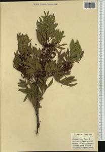 Pistacia lentiscus, Western Europe (EUR) (Italy)