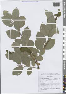 Salix caprea L., Western Europe (EUR) (Spain)