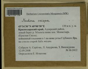 Exsertotheca crispa (Hedw.) S. Olsson, Enroth & D. Quandt, Bryophytes, Bryophytes - North Caucasus & Ciscaucasia (B12) (Russia)