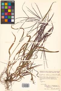 Digitaria ischaemum (Schreb.) Muhl., Siberia, Russian Far East (S6) (Russia)