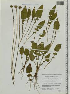 Leibnitzia anandria (L.) Nakai, Siberia, Baikal & Transbaikal region (S4) (Russia)