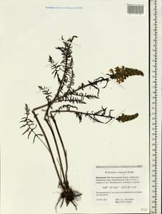 Pedicularis compacta Stephan ex Willd., Eastern Europe, Northern region (E1) (Russia)