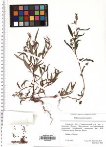 Persicaria maculosa Gray, Eastern Europe, Middle Volga region (E8) (Russia)