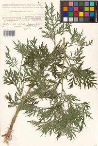 Ambrosia artemisiifolia L., Eastern Europe, Lower Volga region (E9) (Russia)