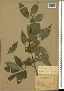 Euonymus europaeus L., Caucasus, Armenia (K5) (Armenia)