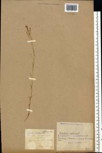 Dianthus deltoides L., Eastern Europe, South Ukrainian region (E12) (Ukraine)