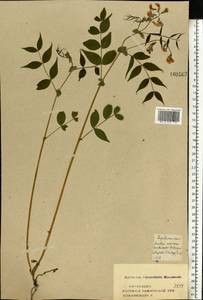 Lathyrus vernus (L.) Bernh., Eastern Europe, Central forest-and-steppe region (E6) (Russia)