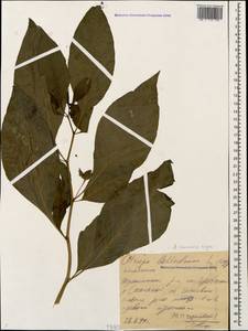 Atropa belladonna L., Caucasus, Black Sea Shore (from Novorossiysk to Adler) (K3) (Russia)