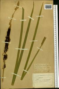 Typha latifolia L., Eastern Europe, Western region (E3) (Russia)