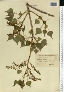 Populus nigra L., Eastern Europe, Lower Volga region (E9) (Russia)