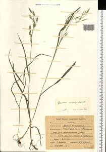 Bromus racemosus L., Eastern Europe, Central forest region (E5) (Russia)
