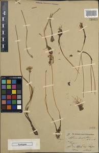 Allium oliganthum Kar. & Kir., Middle Asia, Muyunkumy, Balkhash & Betpak-Dala (M9) (Kazakhstan)