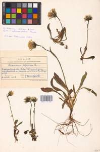 Hieracium alpinum L., Eastern Europe, West Ukrainian region (E13) (Ukraine)