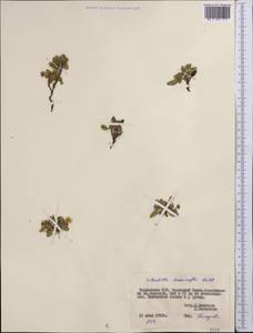 Sibbaldianthe bifurca subsp. bifurca, Middle Asia, Pamir & Pamiro-Alai (M2) (Tajikistan)