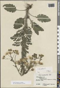 Jacobaea ferganensis (Schischk.) B.Nord., Eastern Europe, Central forest-and-steppe region (E6) (Russia)