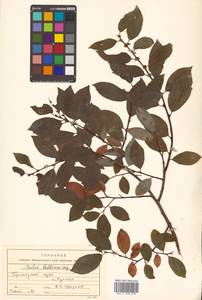 Salix bebbiana Sarg., Siberia, Russian Far East (S6) (Russia)