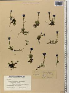 Gentiana dshimilensis K. Koch, Caucasus, North Ossetia, Ingushetia & Chechnya (K1c) (Russia)