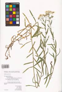 Achillea ptarmica L., Eastern Europe, Central region (E4) (Russia)