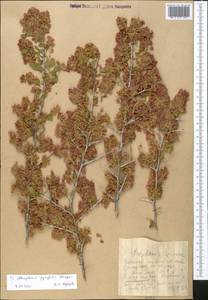 Atraphaxis pyrifolia Bunge, Middle Asia, Western Tian Shan & Karatau (M3)