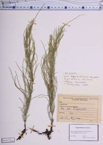 Equisetum arvense L., Siberia, Central Siberia (S3) (Russia)