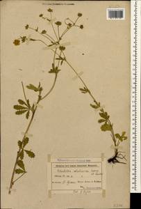 Potentilla divaricata DC., Caucasus, Azerbaijan (K6) (Azerbaijan)