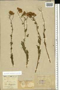 Tanacetum corymbosum subsp. corymbosum, Eastern Europe, Eastern region (E10) (Russia)