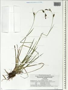 Carex hostiana DC., Eastern Europe, Northern region (E1) (Russia)