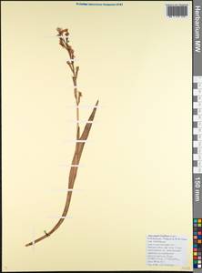 Anacamptis laxiflora (Lam.) R.M.Bateman, Pridgeon & M.W.Chase, Caucasus, Black Sea Shore (from Novorossiysk to Adler) (K3) (Russia)