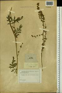Artemisia laciniata Willd., Siberia (no precise locality) (S0) (Russia)