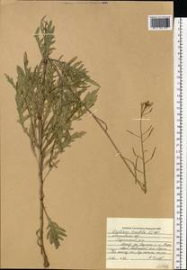 Diplotaxis tenuifolia (L.) DC., Eastern Europe, Moscow region (E4a) (Russia)