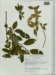 Salix triandra L., Eastern Europe, Central forest region (E5) (Russia)